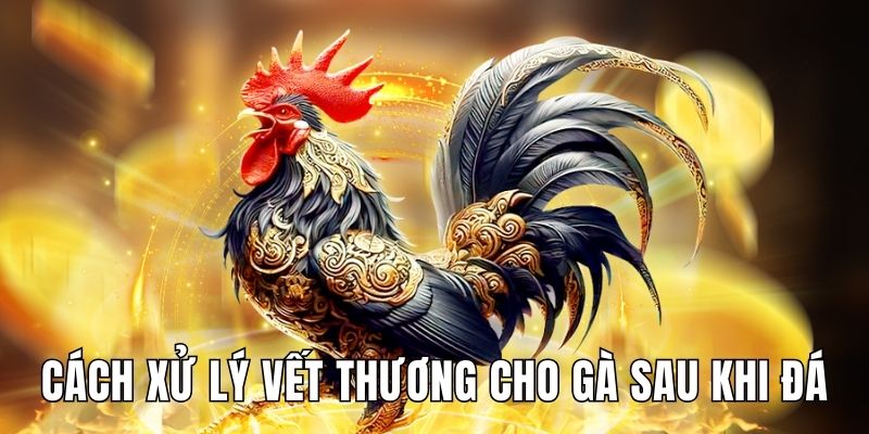 cach-xu-ly-vet-thuong-cho-ga-sau-khi-da-anh-dai-dien